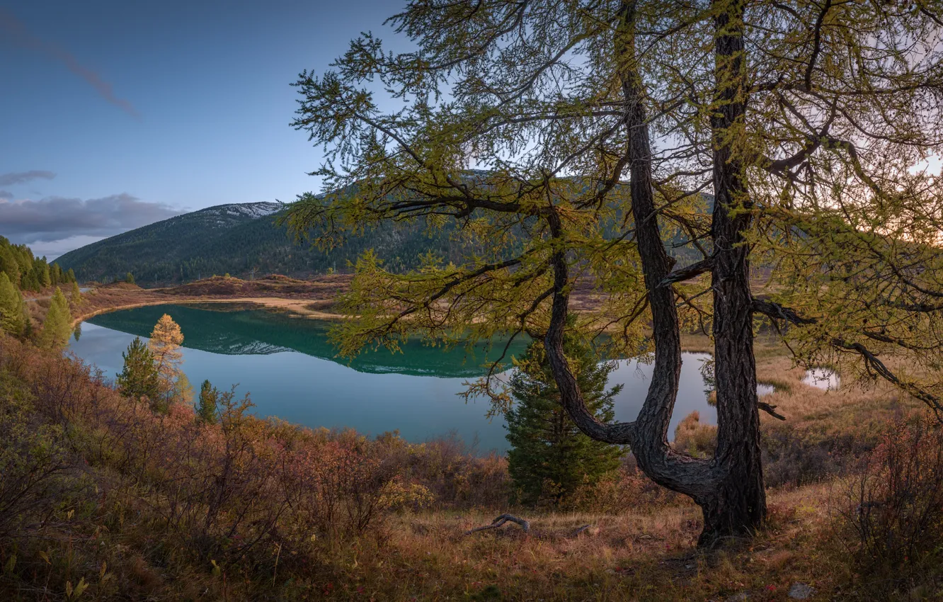 Фото обои осень, пейзаж, горы, природа, озеро, дерево, Алтай, лиственница