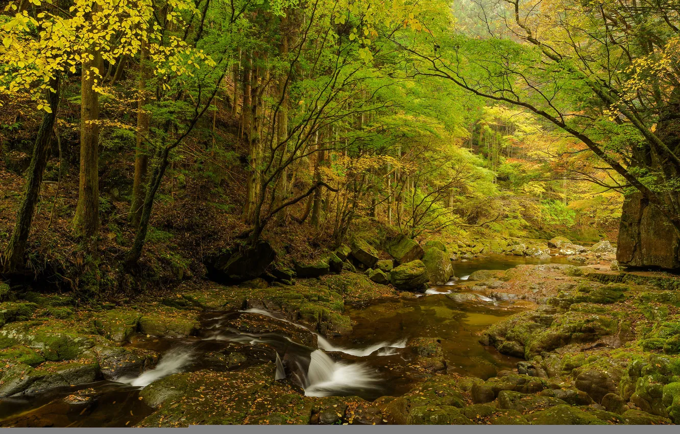 Фото обои осень, лес, деревья, река, камни, скалы
