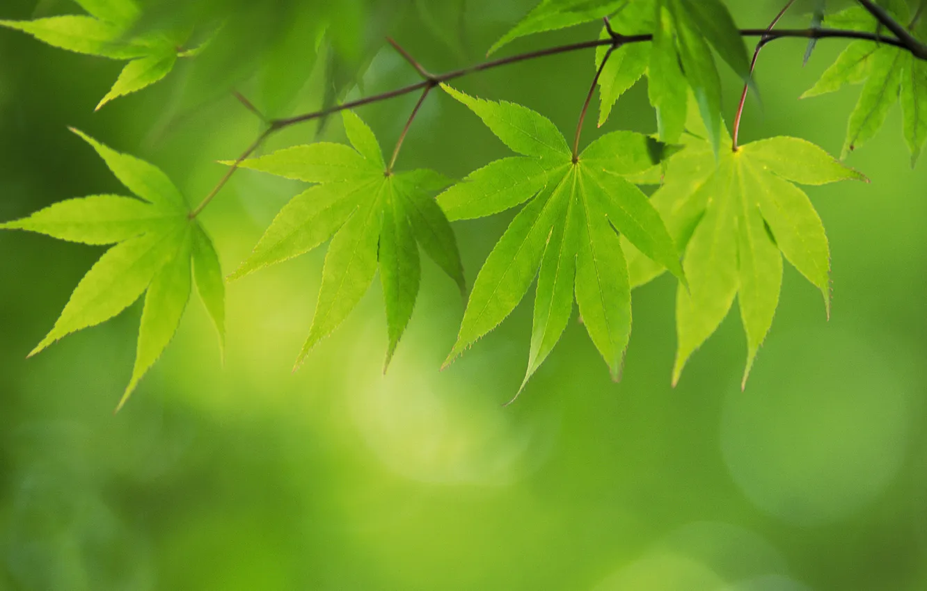 Фото обои лето, лист, зеленые, листочки