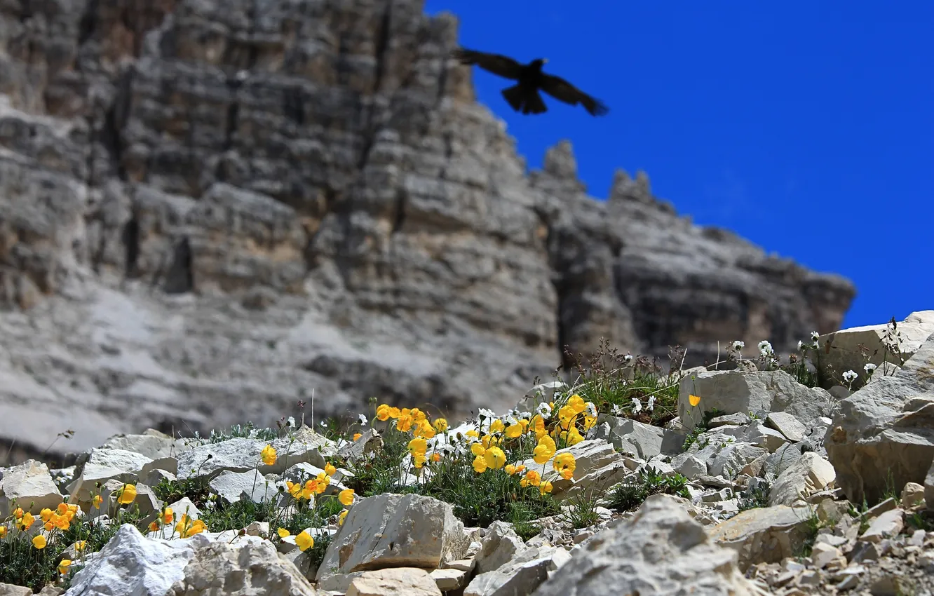 Фото обои цветы, горы, камни, скалы, птица, нибо