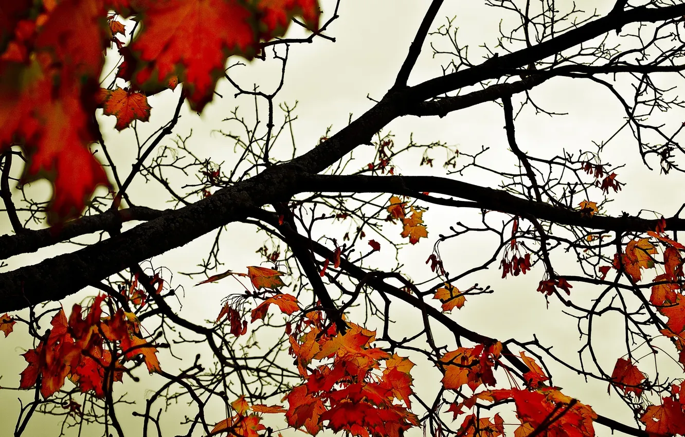 Фото обои осень, небо, листья, макро, фон, ветви, обои, клён