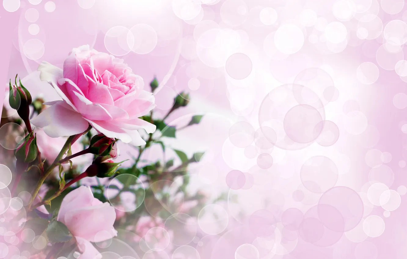Фото обои цветы, фото, розовый, розы, бутон
