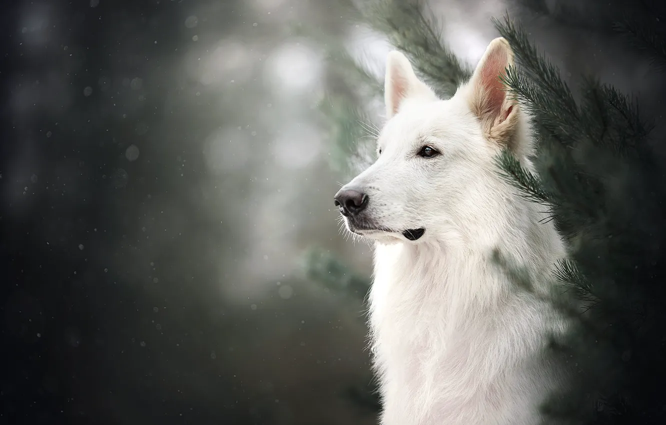 Фото обои морда, ветки, портрет, собака, боке, Белая швейцарская овчарка