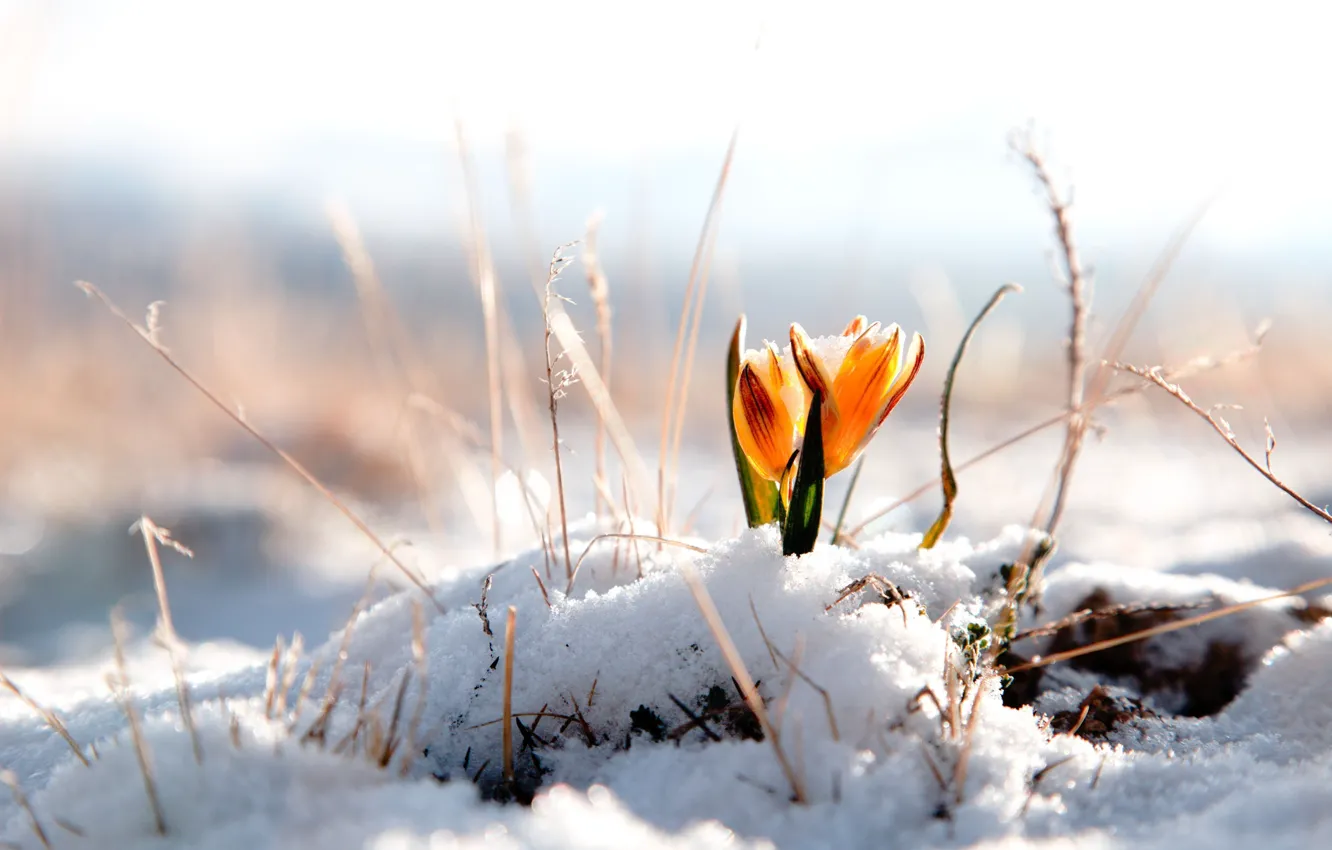 Фото обои зима, цветок, снег, цветы, фон, обои, wallpaper, широкоформатные