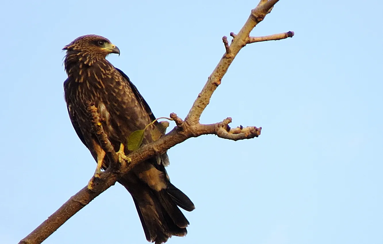 Фото обои eagle, falcon, bird Wallpaper