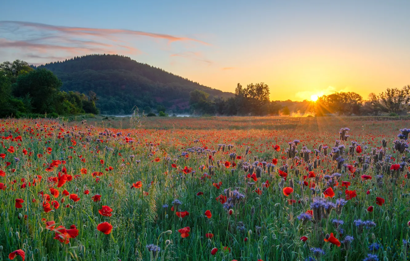 каким будет лето 2024 погода