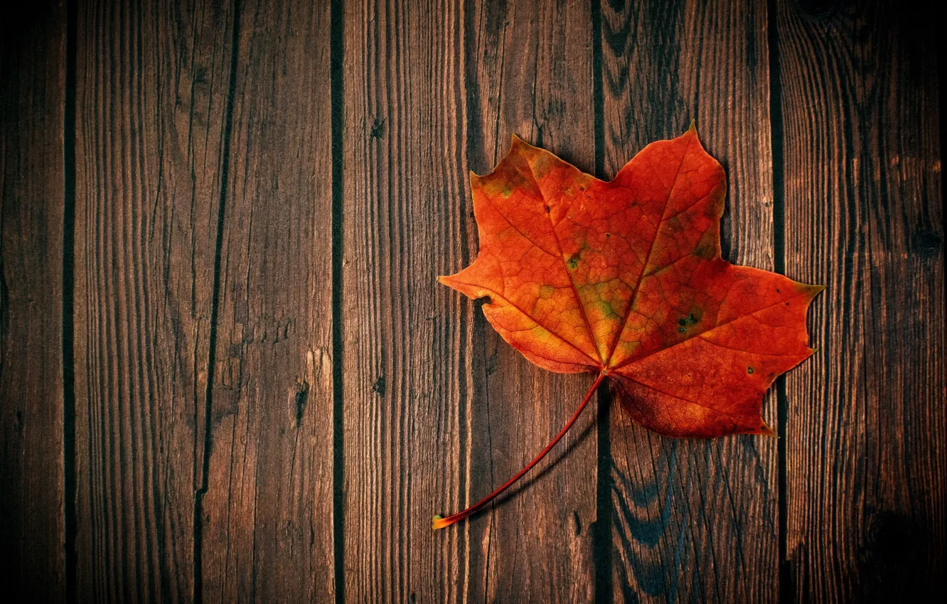 Фото обои осень, hdr, древесина, кленовый лист, лист клена