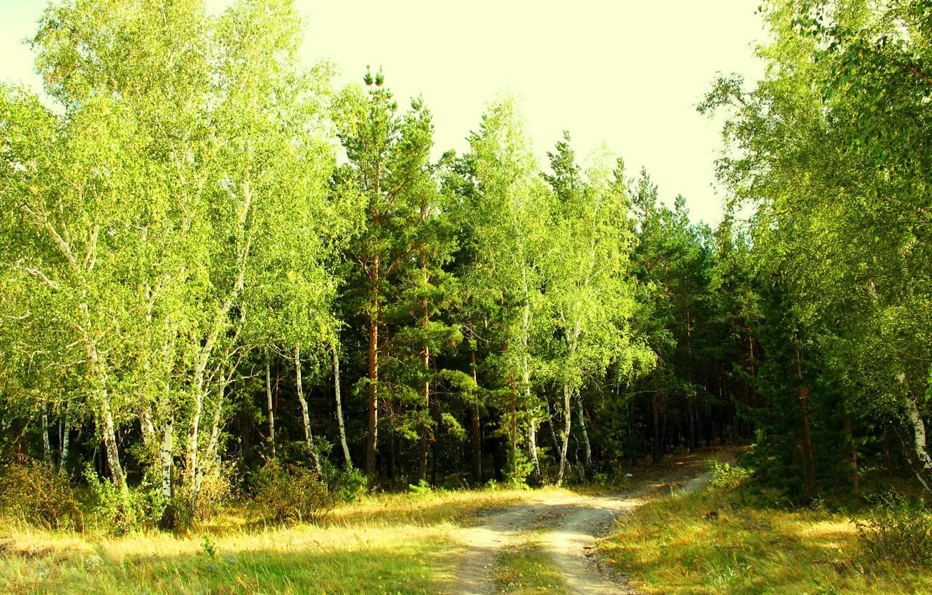 Фото обои лес, лето, природа, опушка, кокшетау, зелено, завирушка