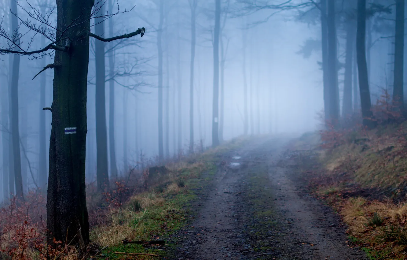 Фото обои дорога, осень, лес, деревья, природа, туман