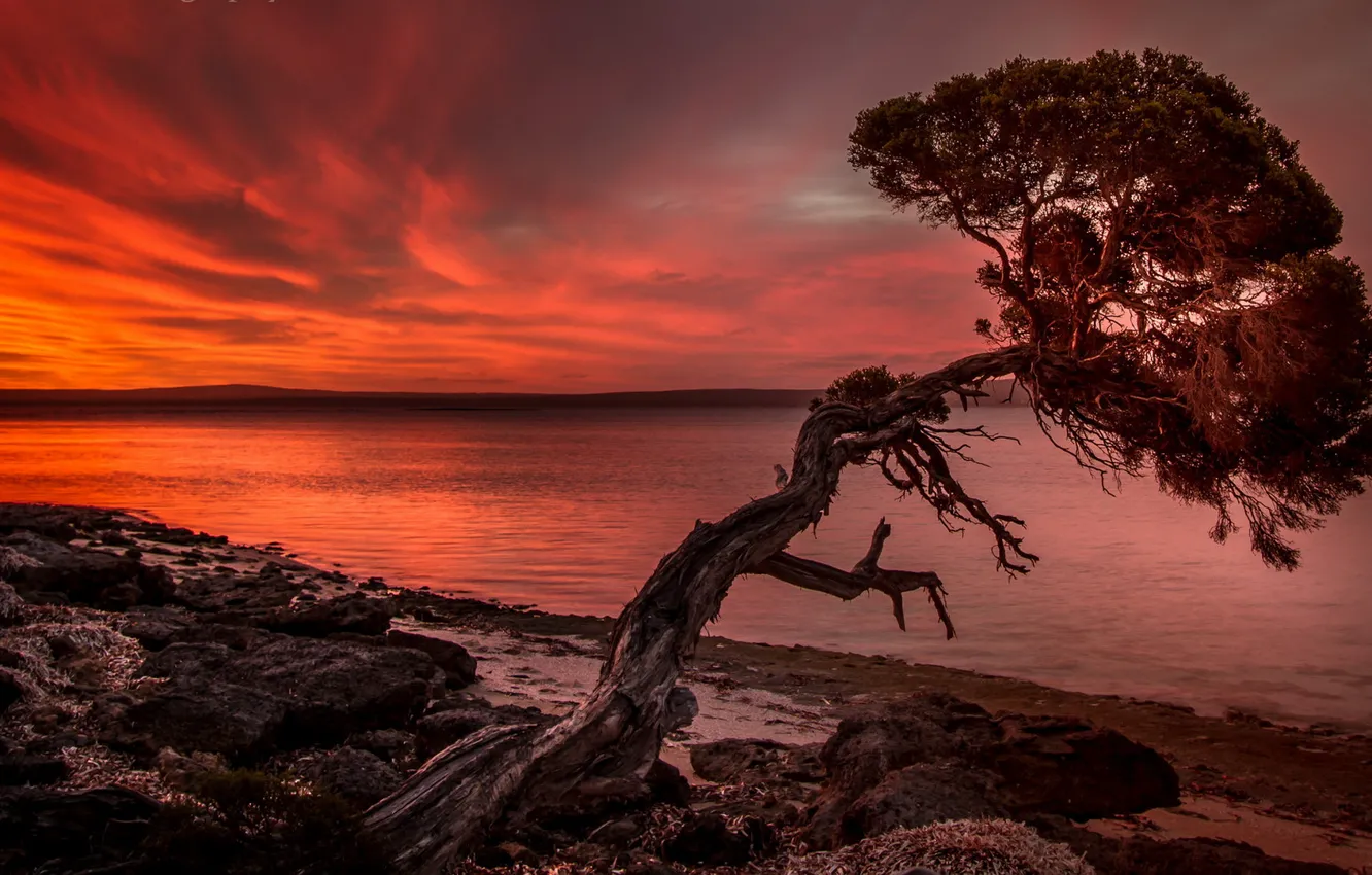 Фото обои море, пейзаж, закат, дерево