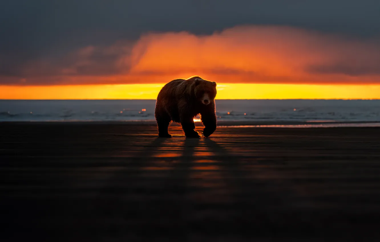 Фото обои bear, animals, sunset, shore