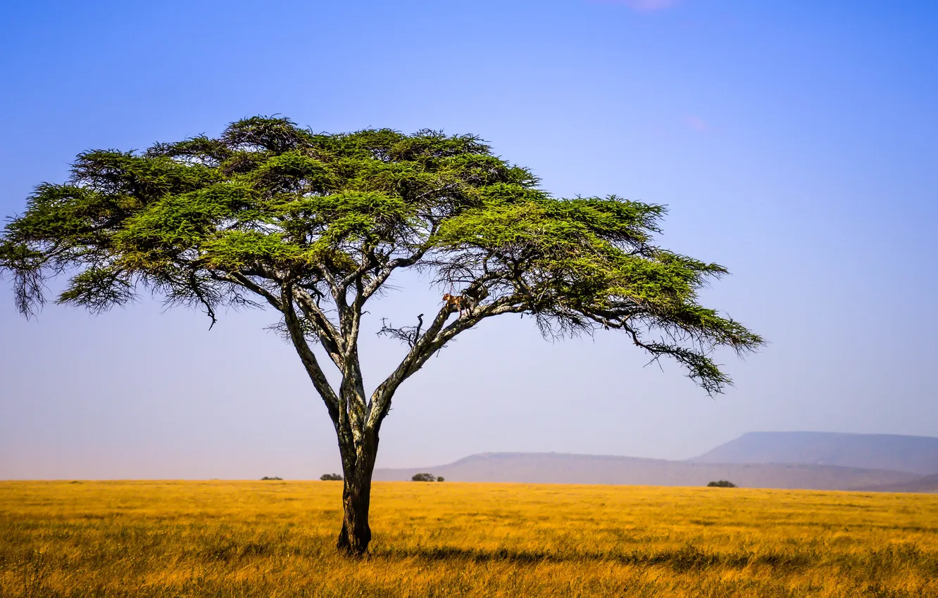 Фото обои поле, небо, дерево, холмы, леопард, Африка, Танзания