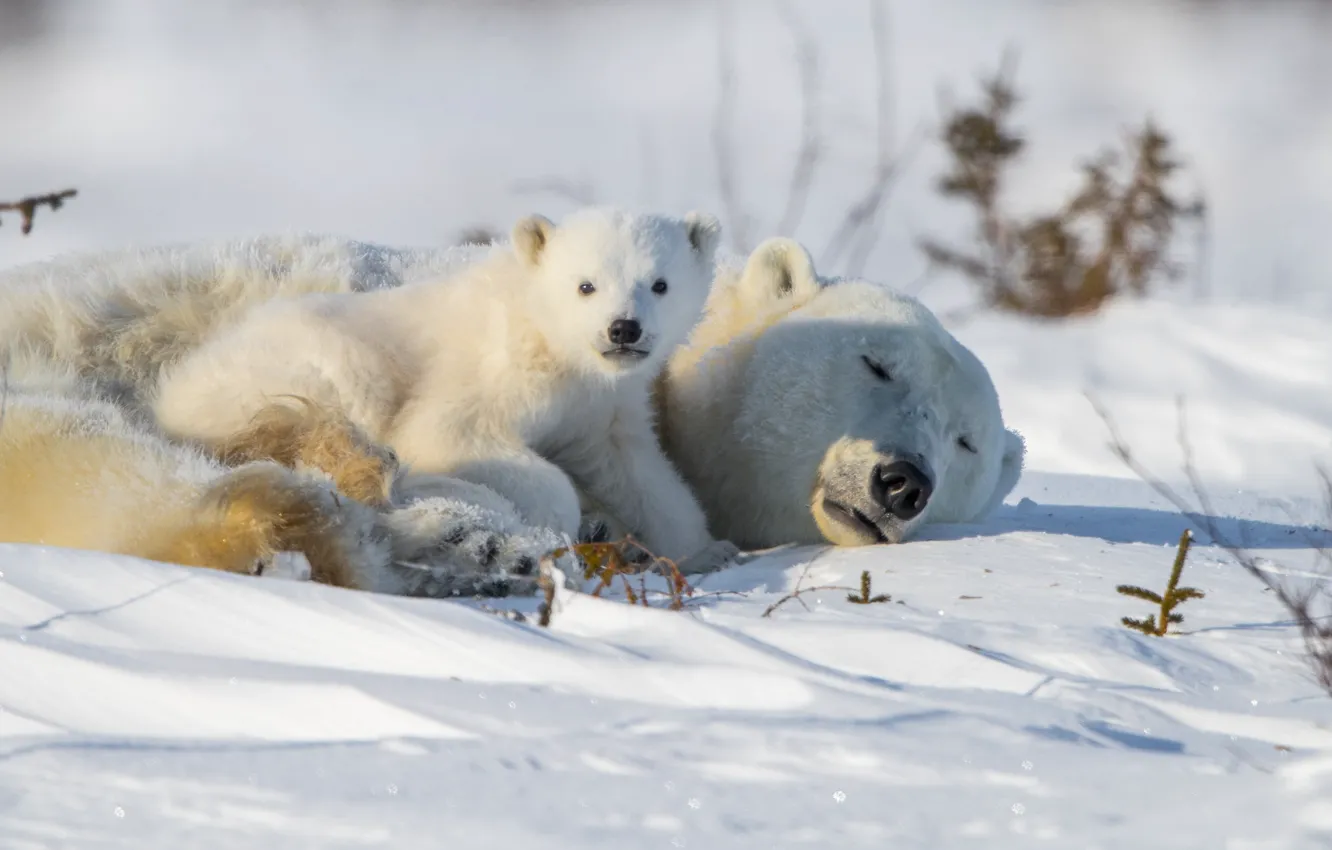Фото обои взгляд, снег, медвежонок, медведица, Белые медведи, Полярные медведи