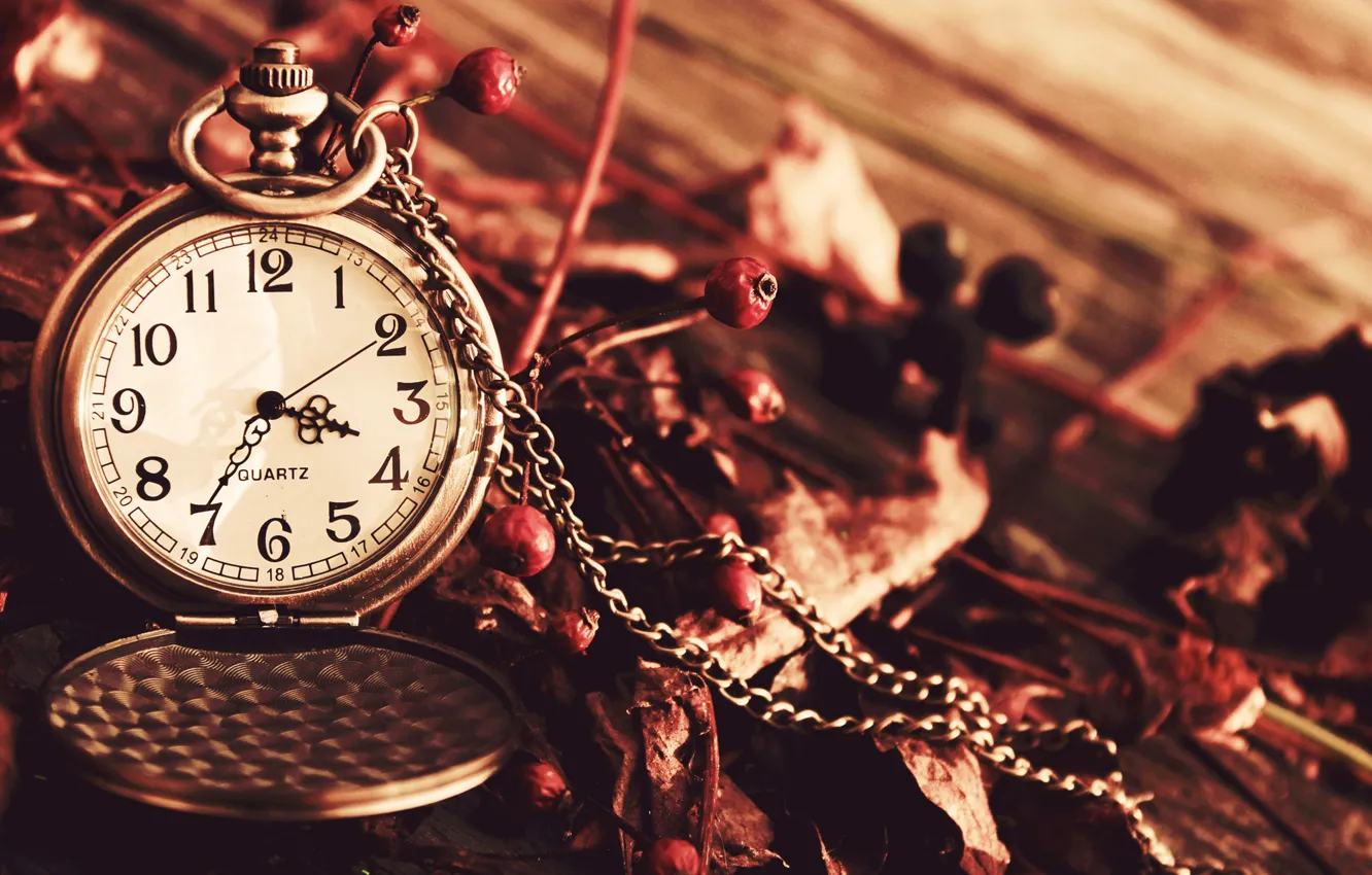 Фото обои осень, ягоды, часы, сухие, циферблат, цепочка, карманные
