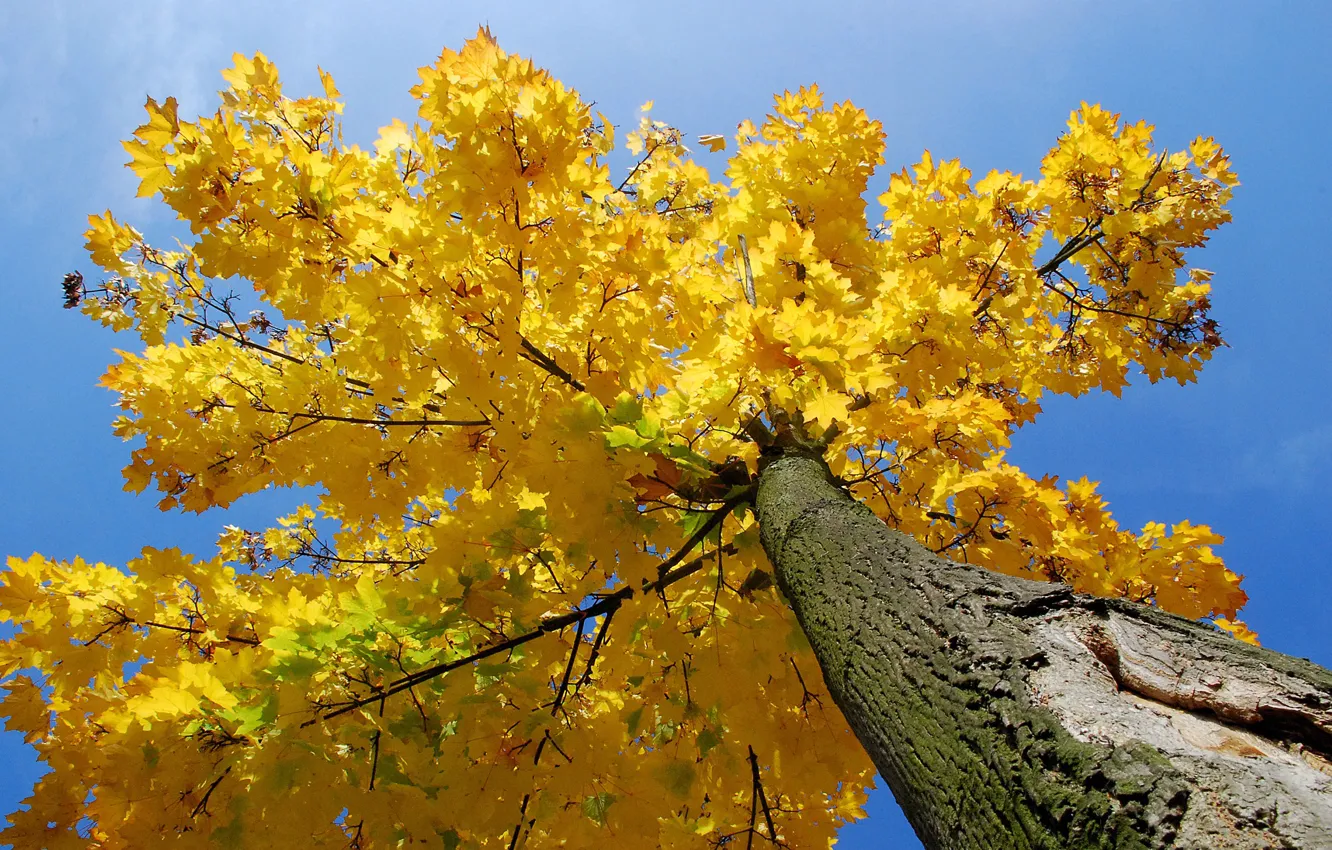 Фото обои осень, небо, листья, дерево, ствол