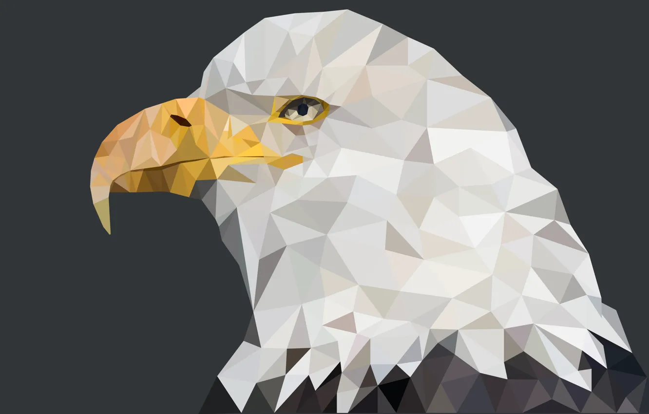 Фото обои america, eagle, beast, geometric