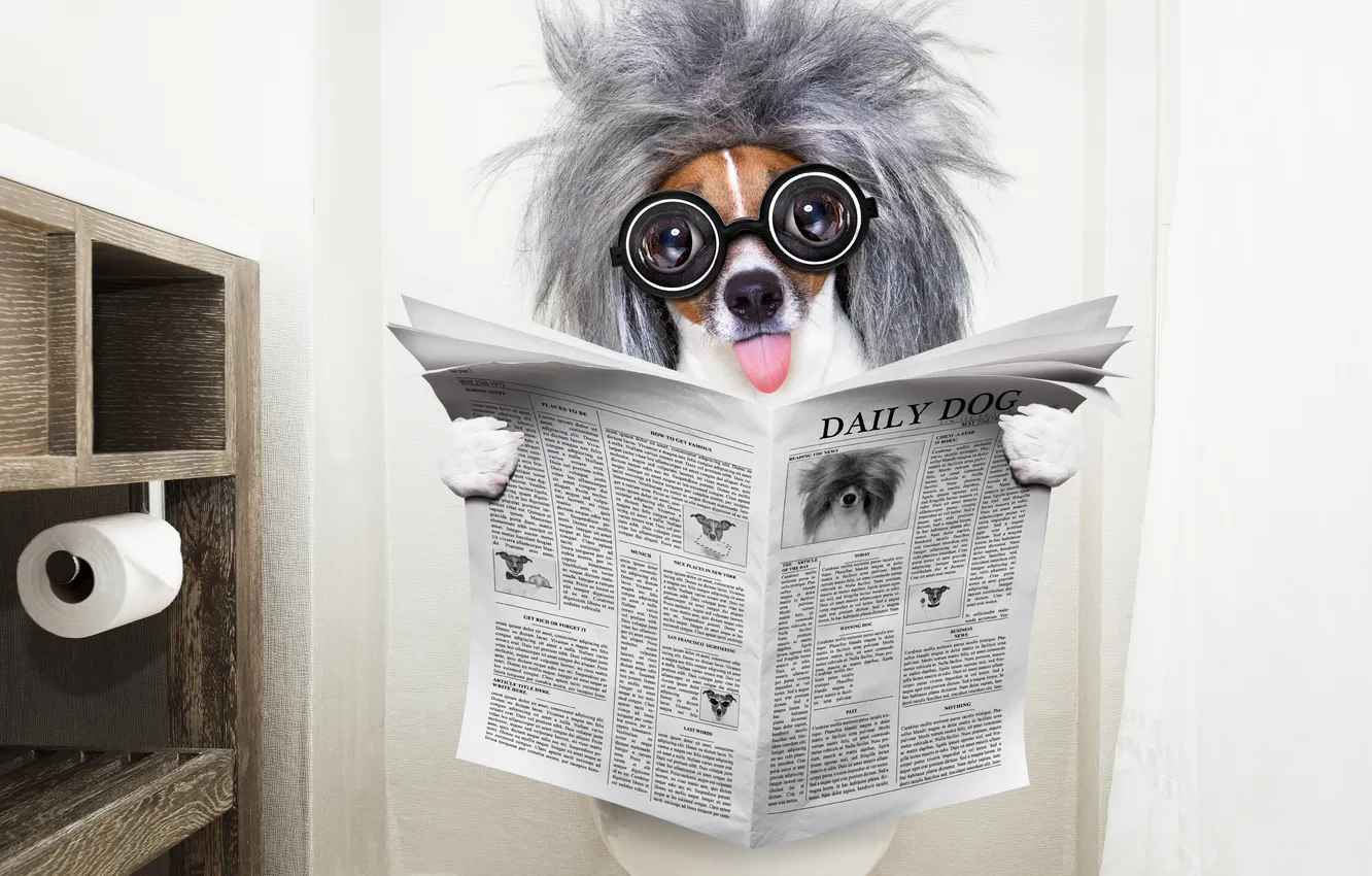 Фото обои dog, glasses, comedian, newspaper