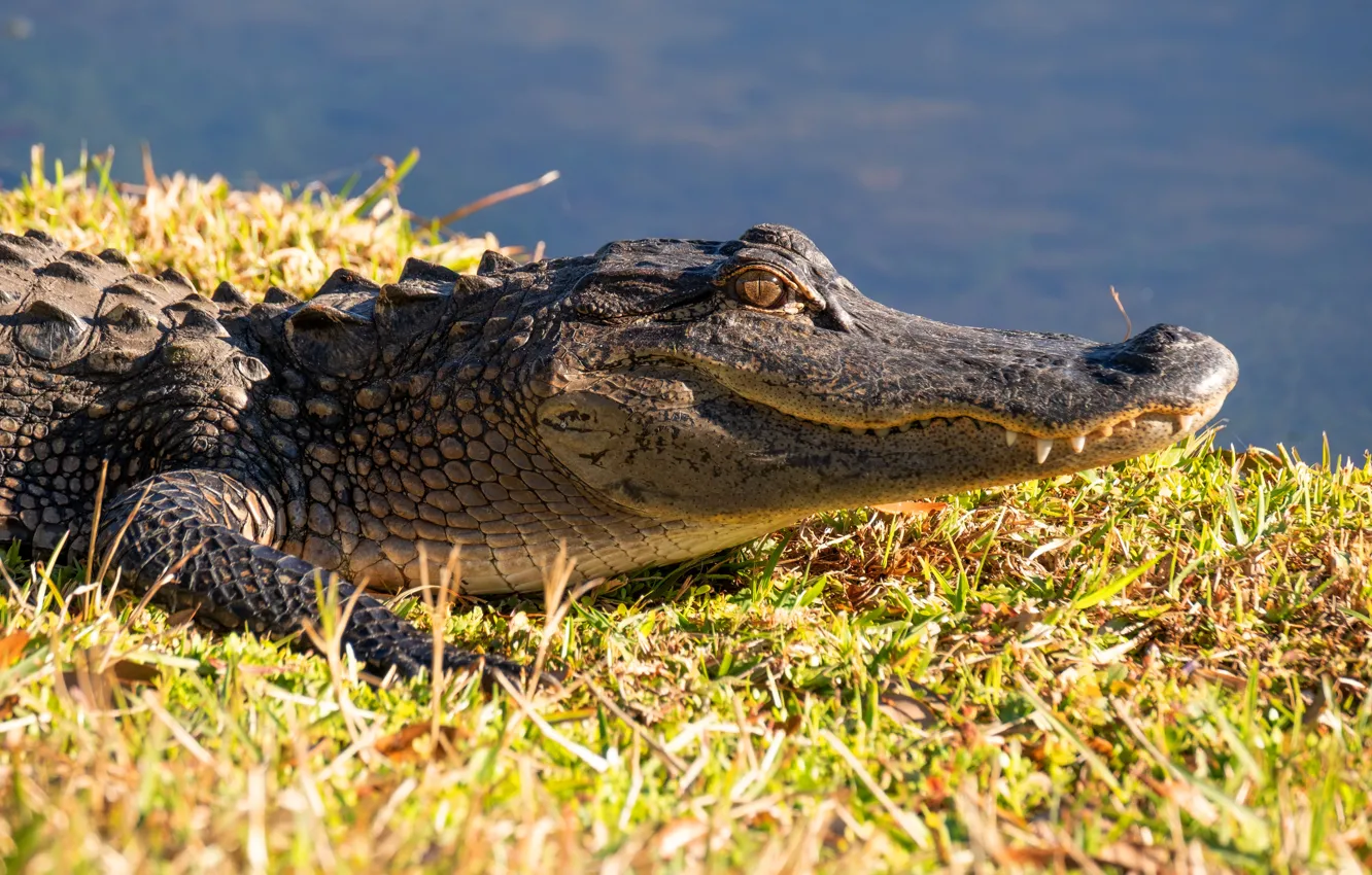 Фото обои морда, берег, крокодил, водоем
