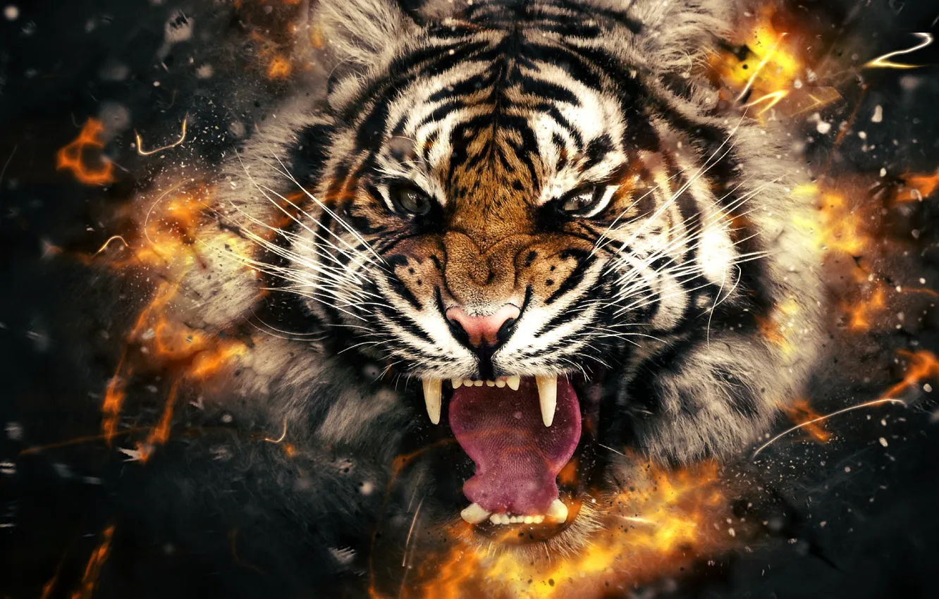 Фото обои тигр, огонь, голова