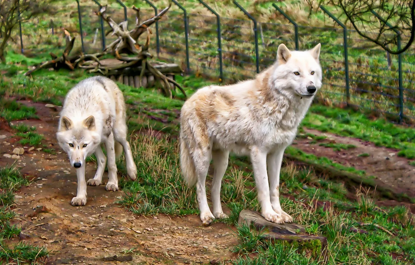 Фото обои fantasy, nature, art, snow, predator, face, animal, wolf