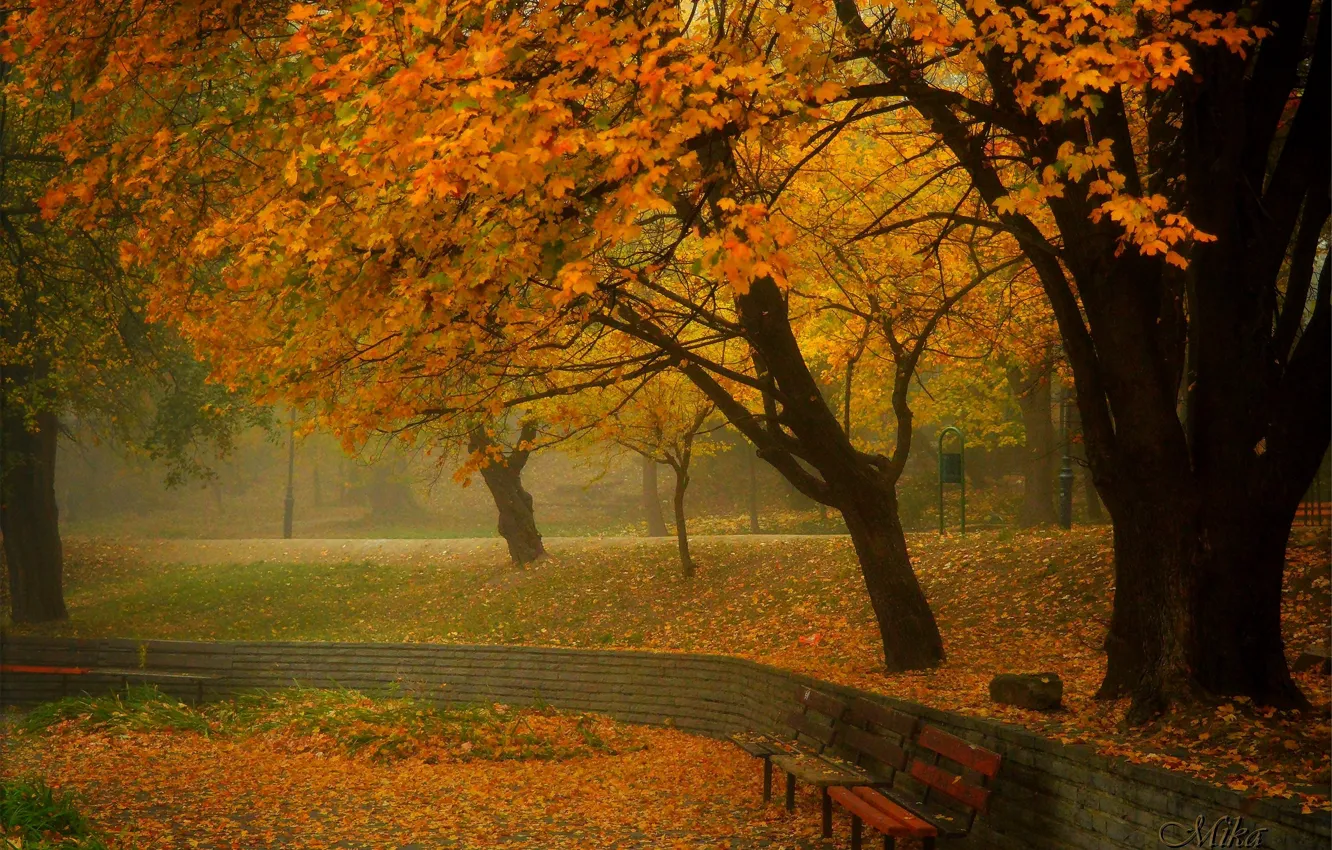 Фото обои Туман, Осень, Деревья, Парк, Fall, Листва, Park, Autumn