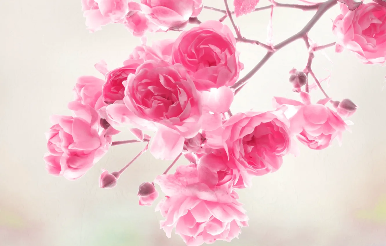 Фото обои цветы, розы, pink, flowers, roses