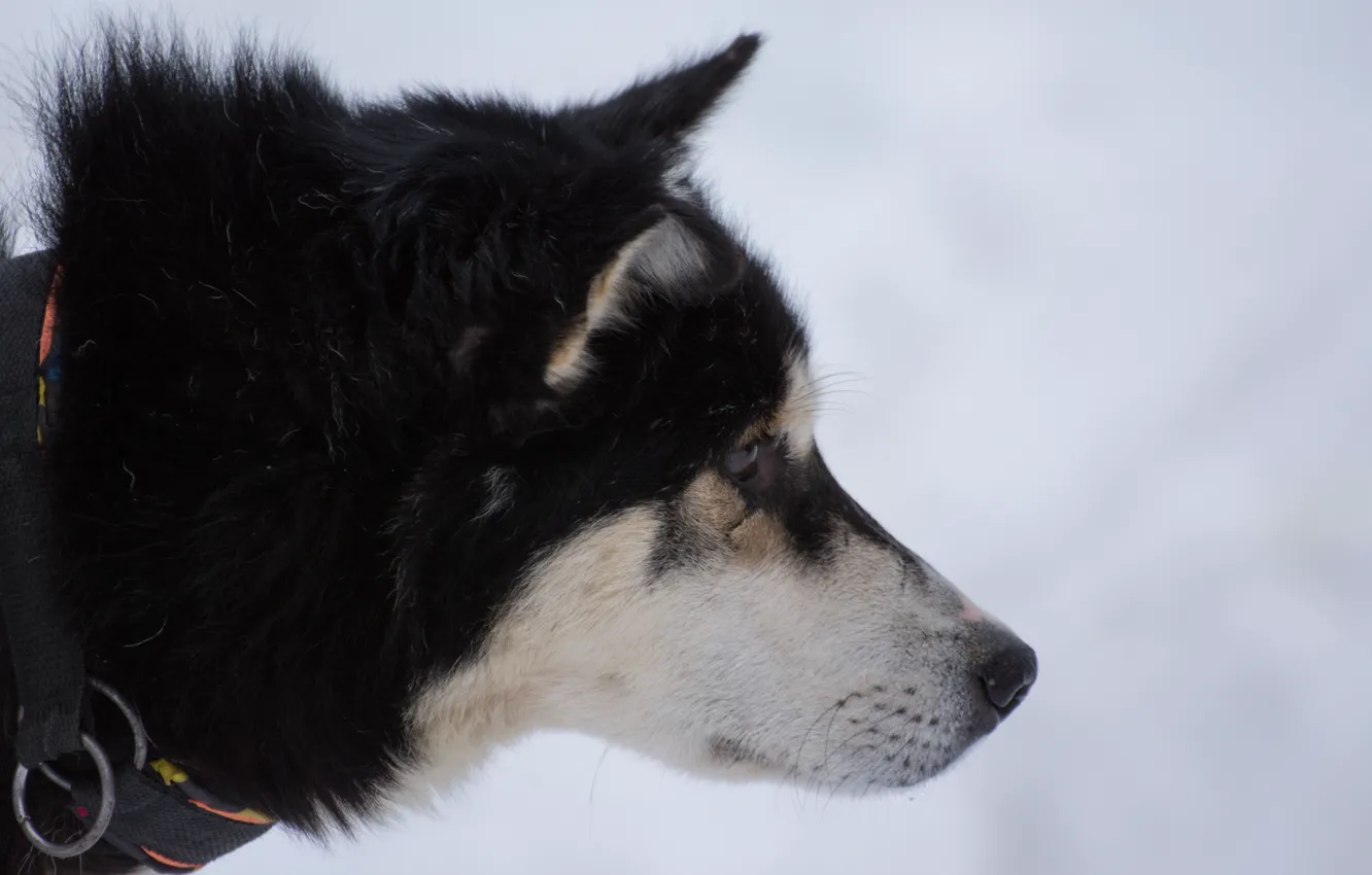 Фото обои белый, снег, Собака, черная, хаска, сибирь