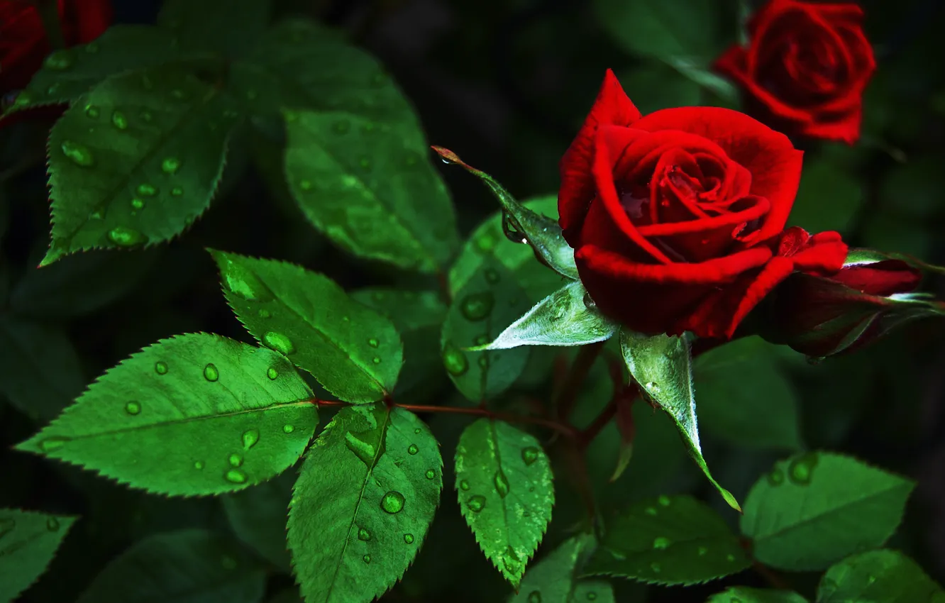 Фото обои цветок, роза, куст, красная, бутоны