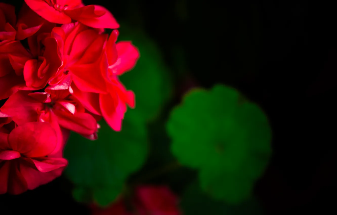 Фото обои цветы, green, Обои, red, flower, flowers, cool