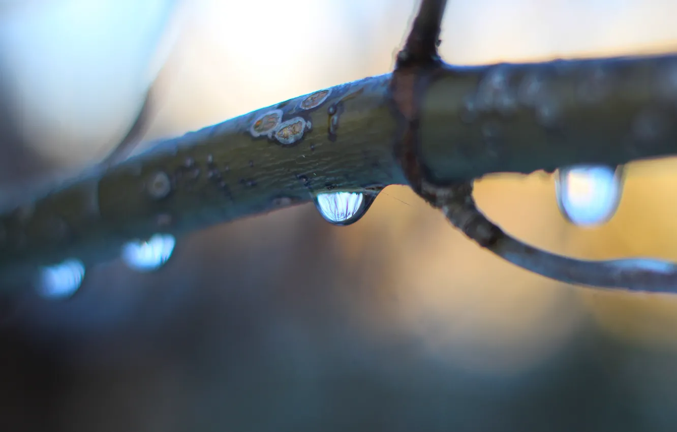 Фото обои water, macro, drops, twig