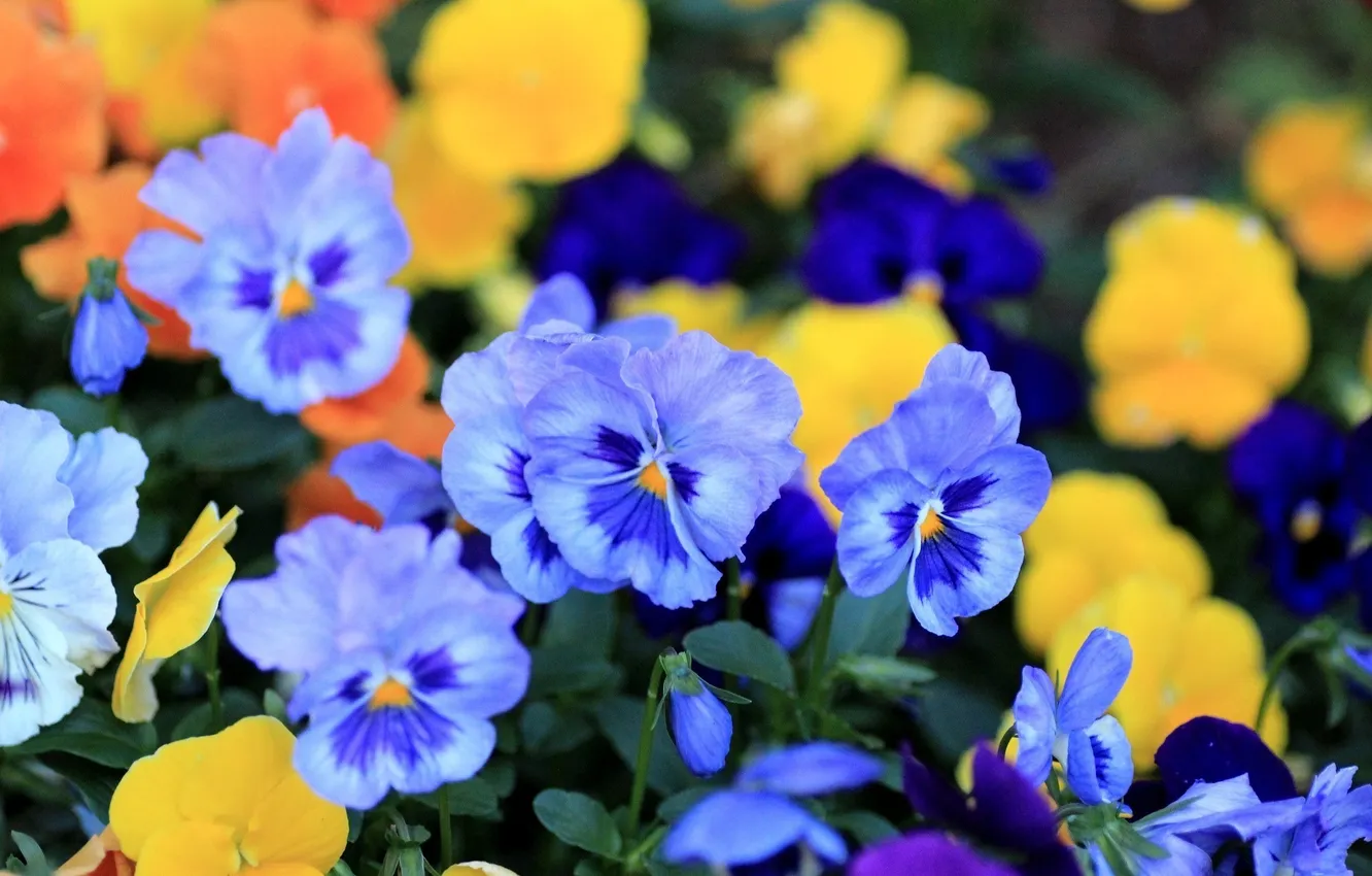Фото обои цветы, лепестки, голубые, анютины глазки, виола