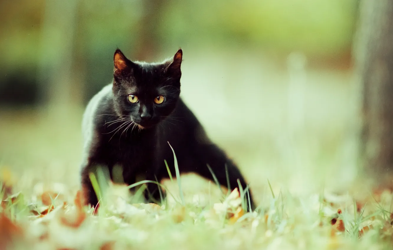 Фото обои трава, кот, природа, черный