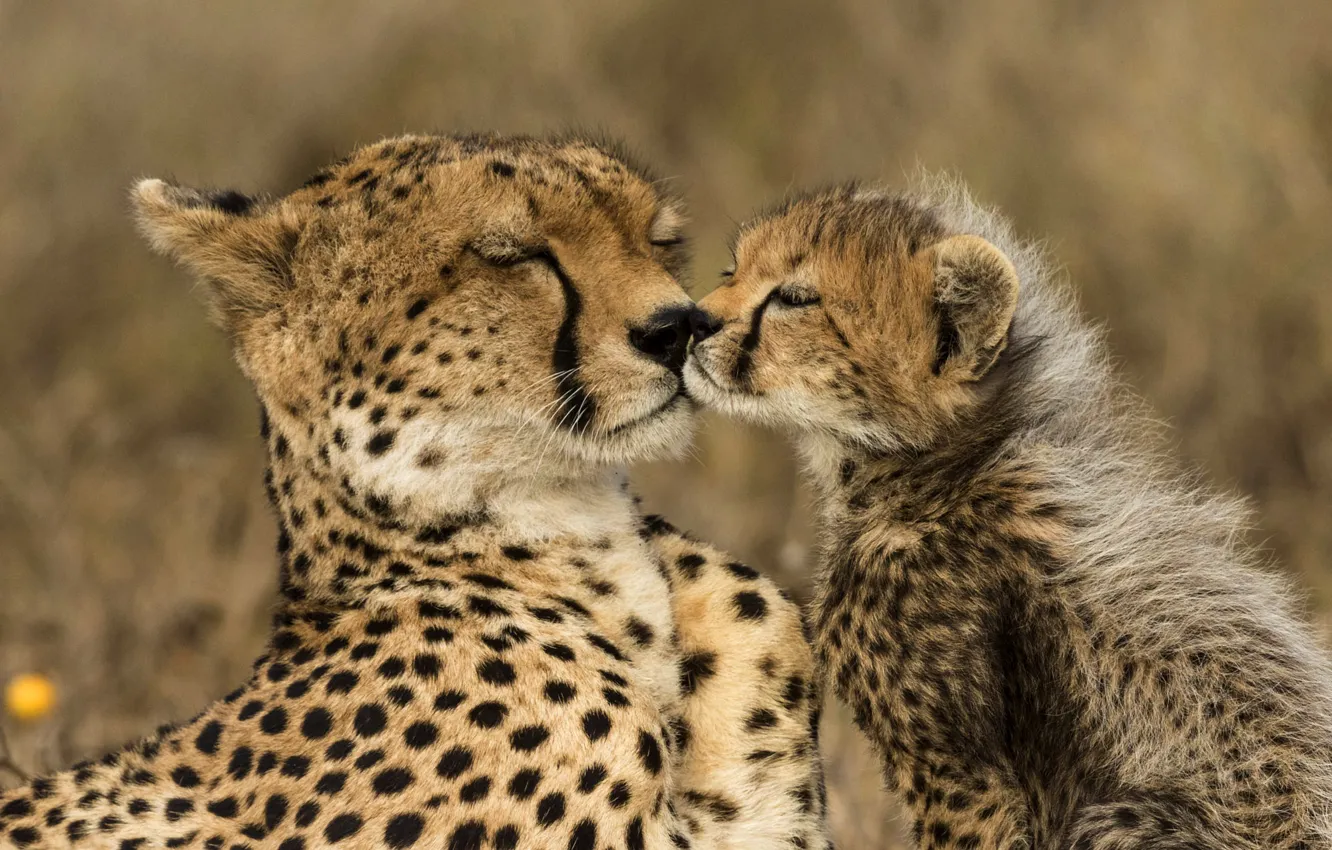 Фото обои поцелуй, гепард, ласка, детёныш, парочка, мама, чмоки