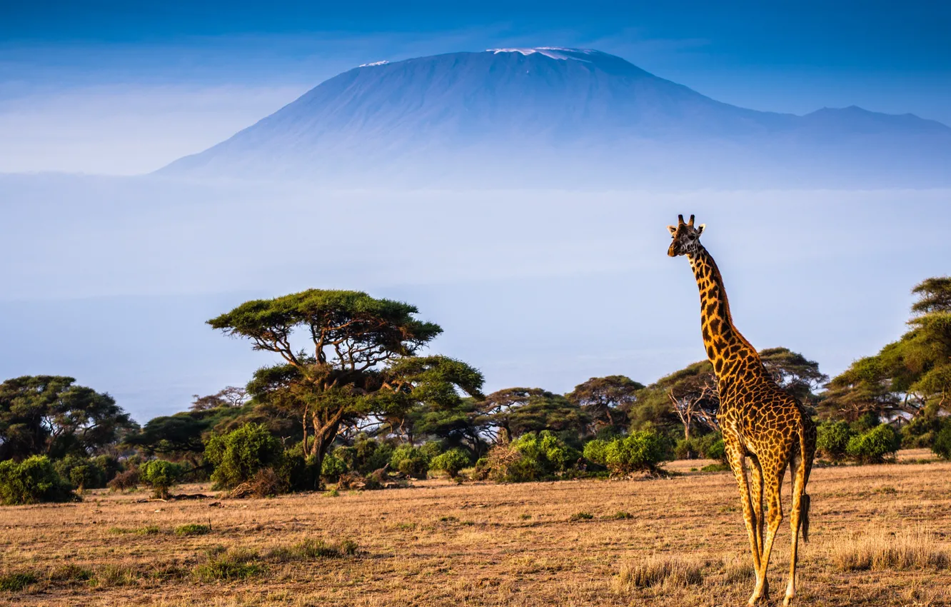 Фото обои пейзаж, природа, гора, жираф
