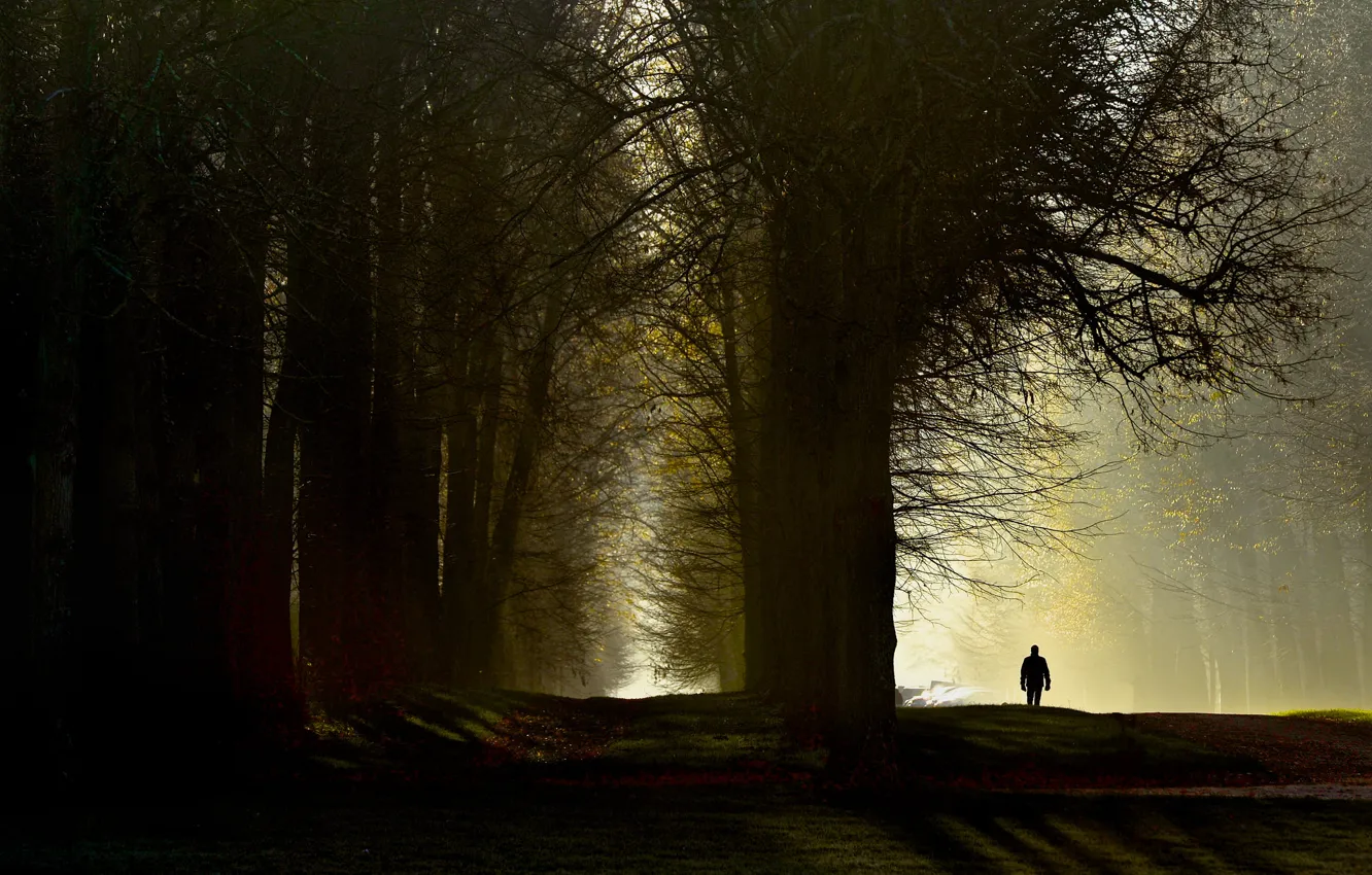 Фото обои свет, деревья, природа, человек, утро, прогулка