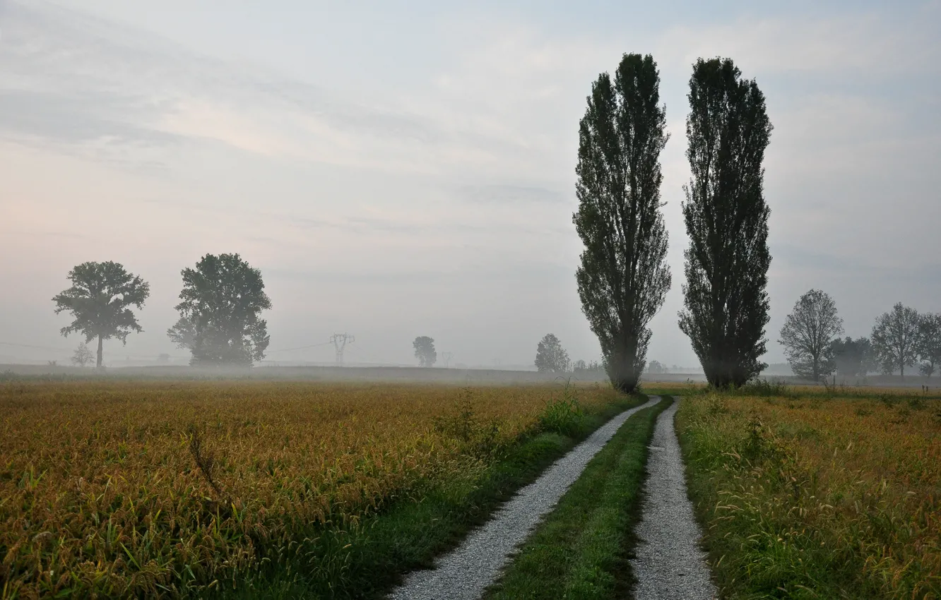 Фото обои дорога, деревья, природа, туман, тополя