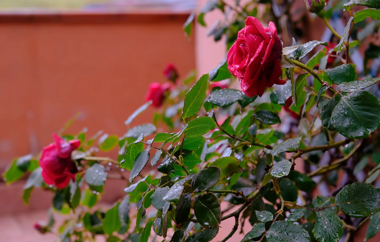 Фото обои листья, капли, ветки, стена, дождь, розы, сад, красные