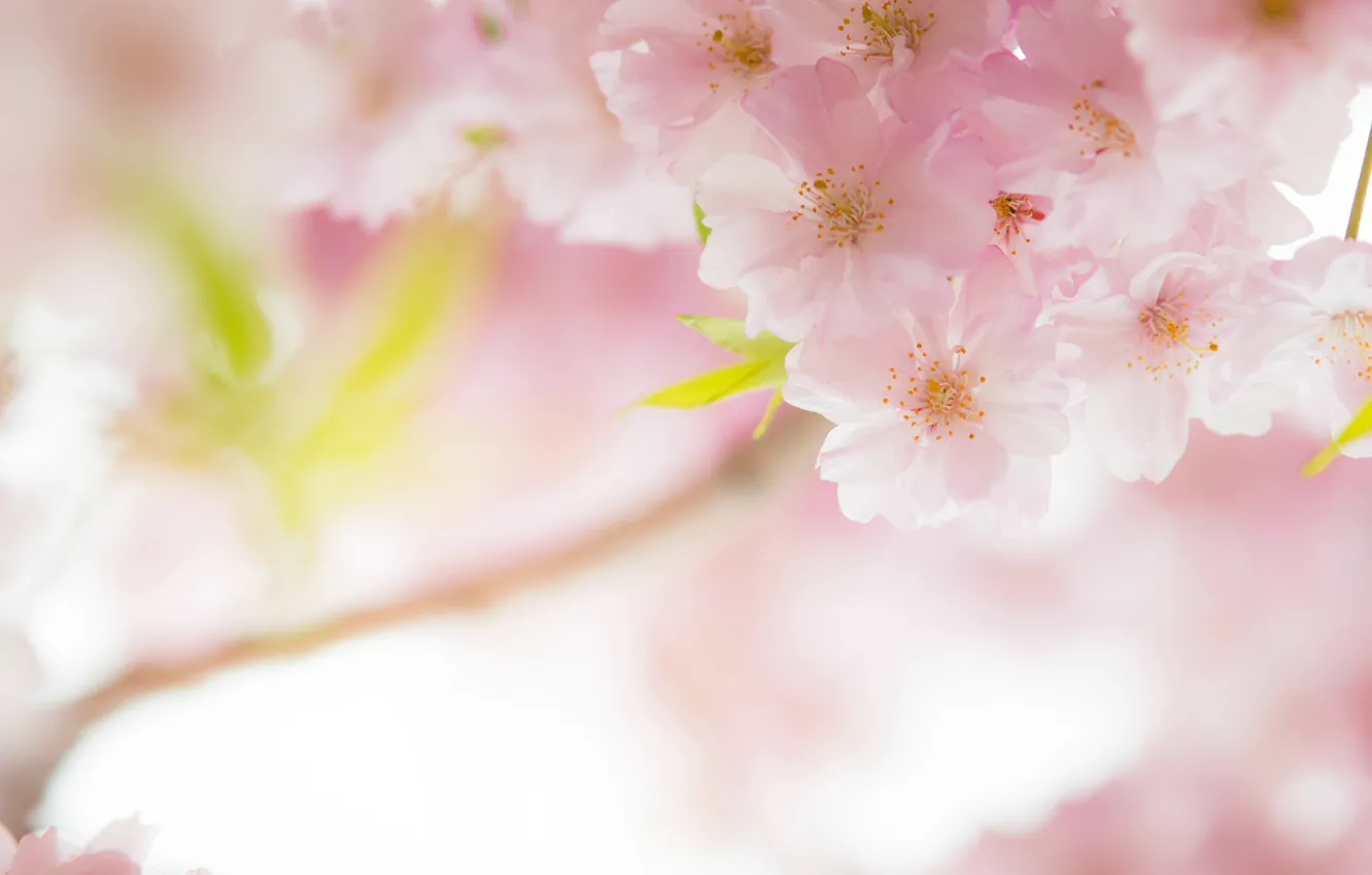 Фото обои макро, вишня, розовый, нежность, весна, сакура
