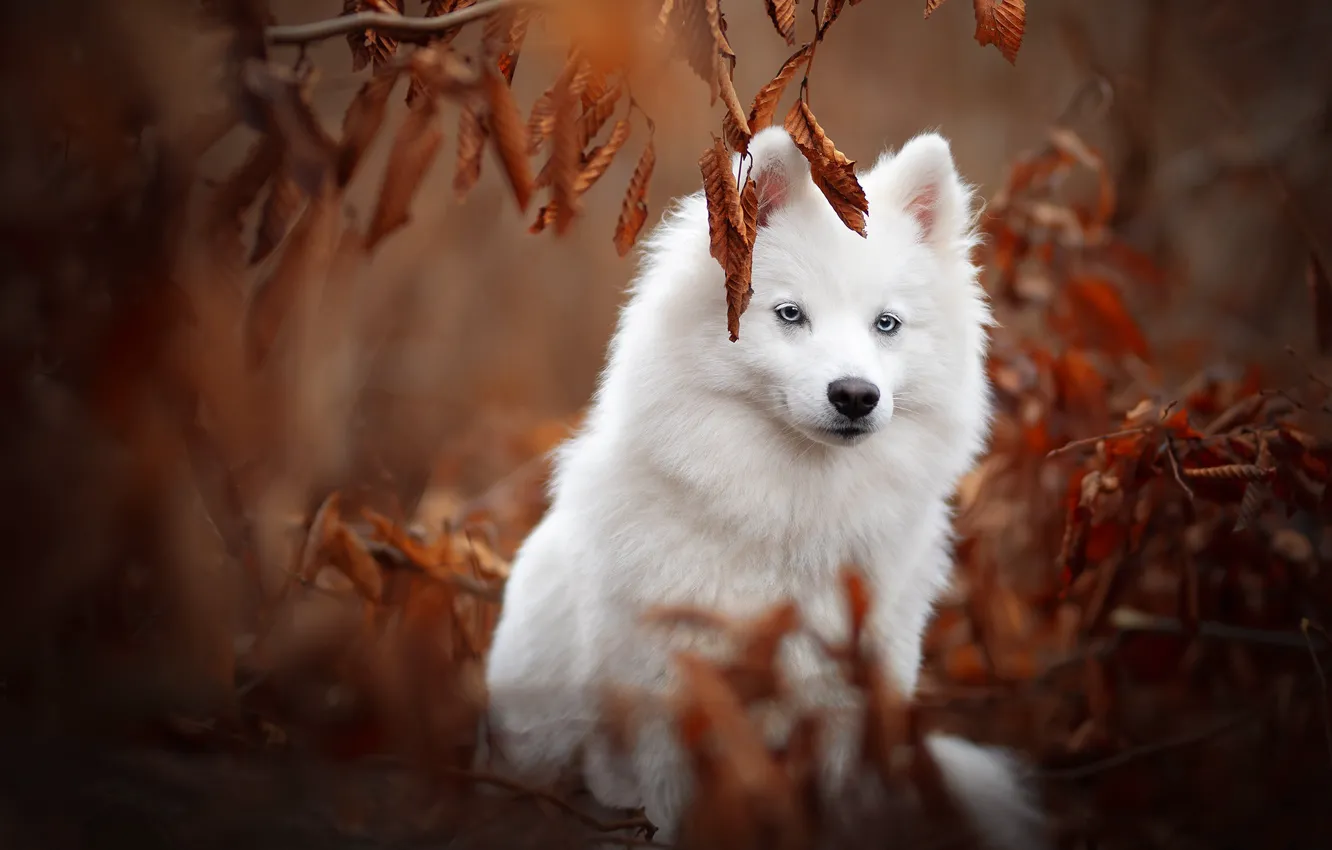 Фото обои осень, листья, ветки, собака, Самоед
