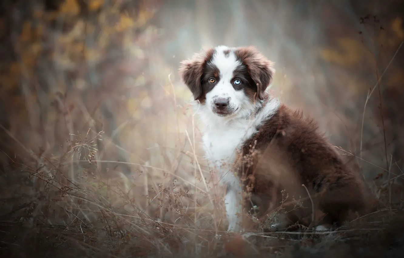 Фото обои осень, взгляд, туман, фон, стебли, листва, собака, щенок