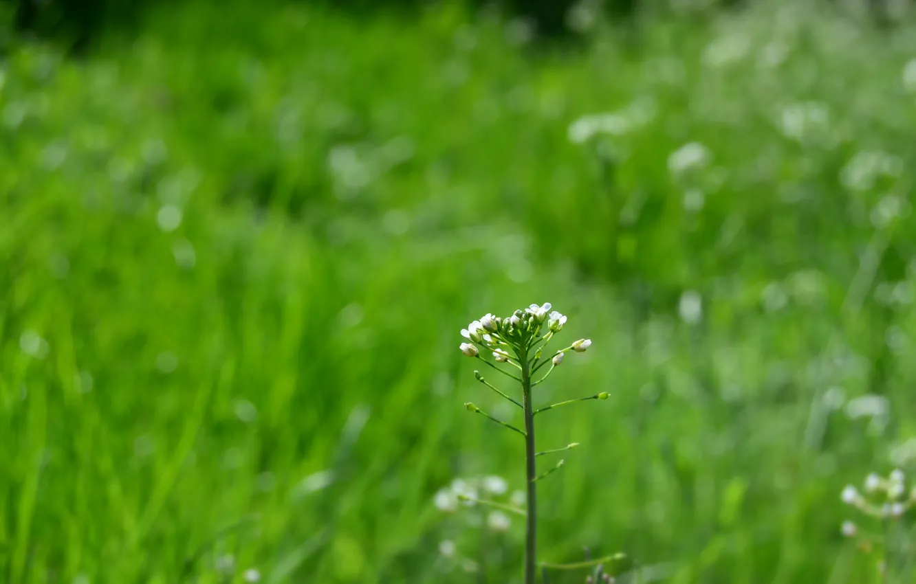 Фото обои зелень, лето, трава, цветочек