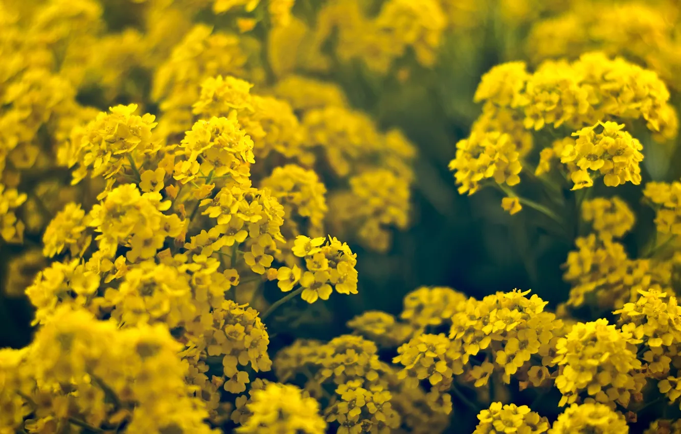 Фото обои лето, цветы, желтый, поляна, много