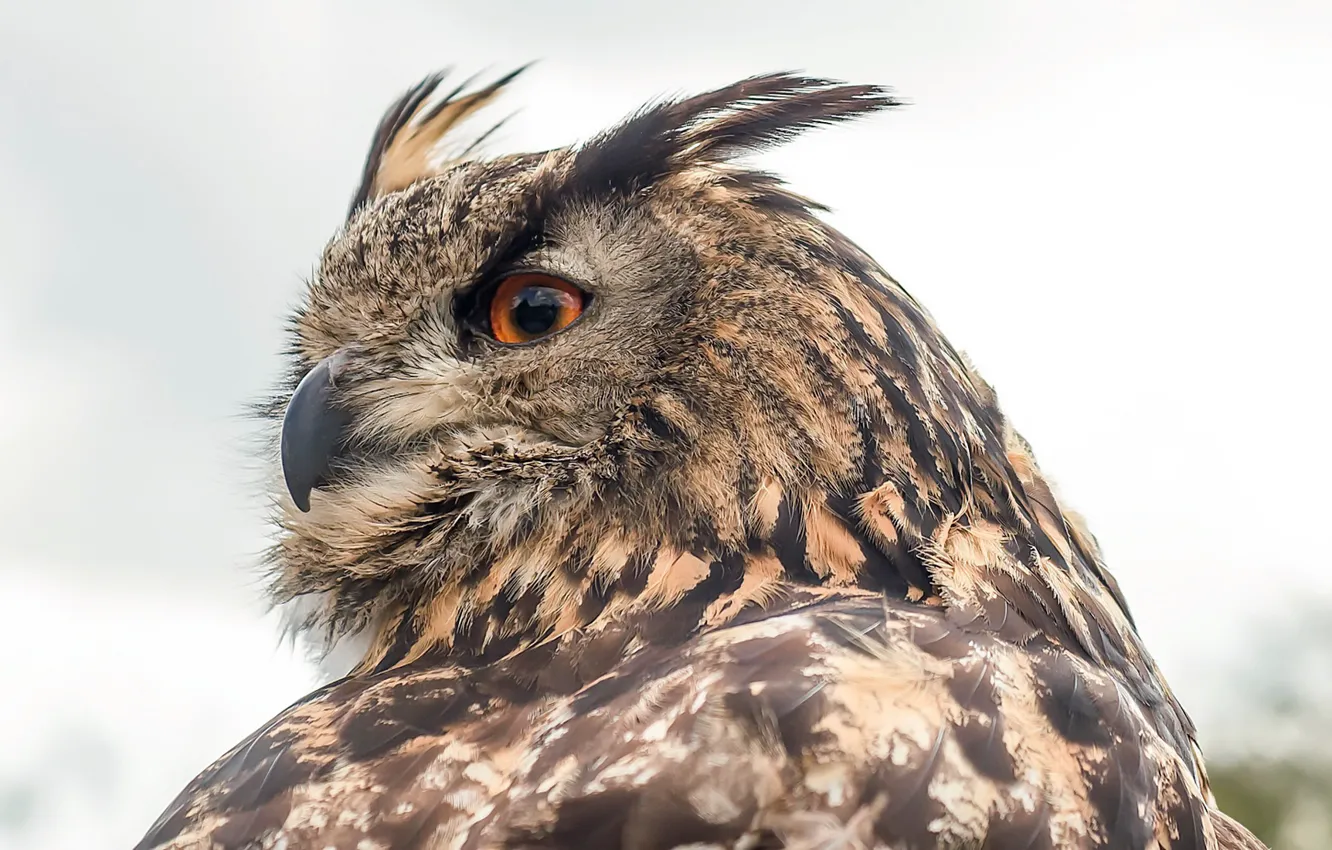 Фото обои природа, птица, Eurasian Eagle Owl