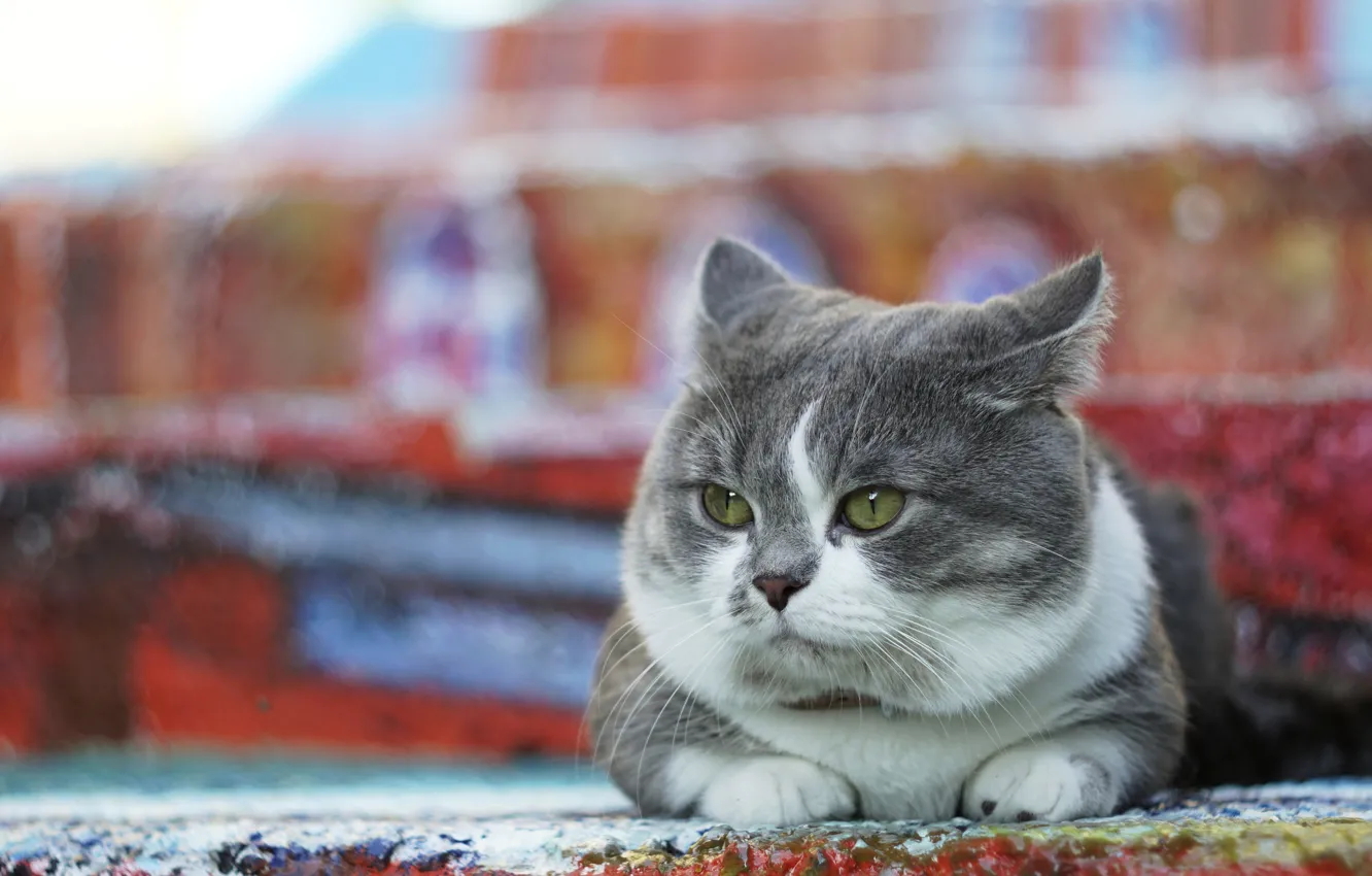 Фото обои кошка, кот, взгляд, серый, фон, улица, лежит, цветной