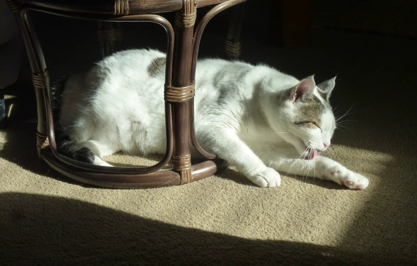 Фото обои ковёр, Кошка, стул, лежит