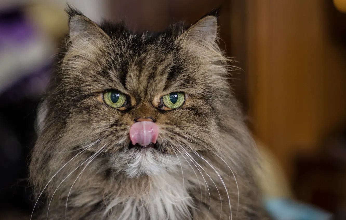 Фото обои язык, кошка, усы, взгляд, морда, шерсть, Маркиза