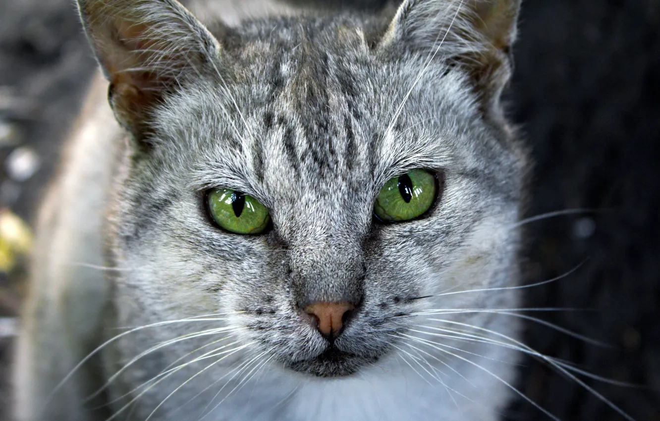 Фото обои кошка, глаза, зеленые, серая