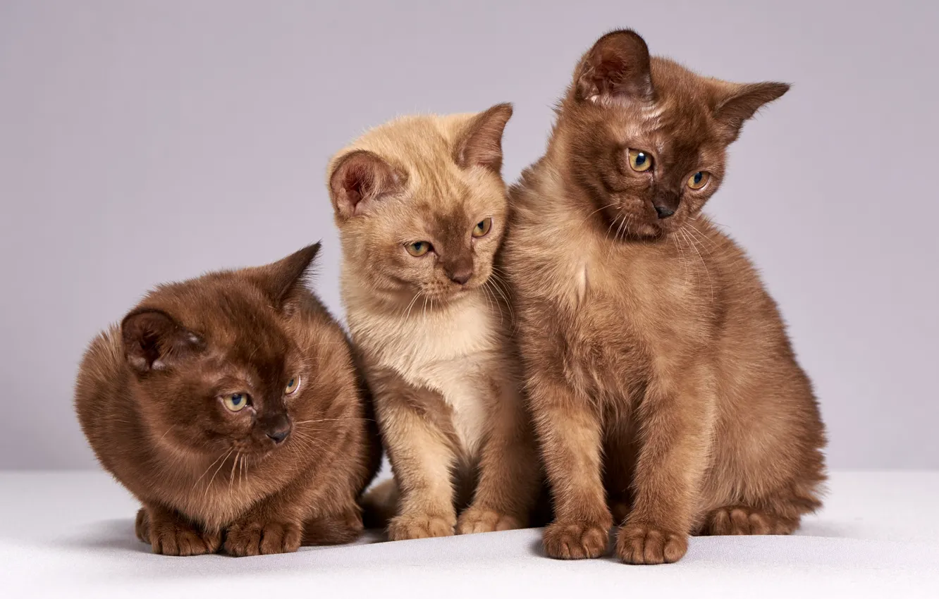 Фото обои взгляд, кошки, поза, котенок, фон, светлый, котята, три