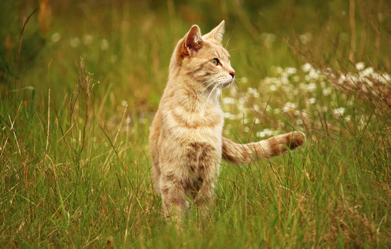 Фото обои поле, кошка, лето, трава, кот, природа, фон, луг