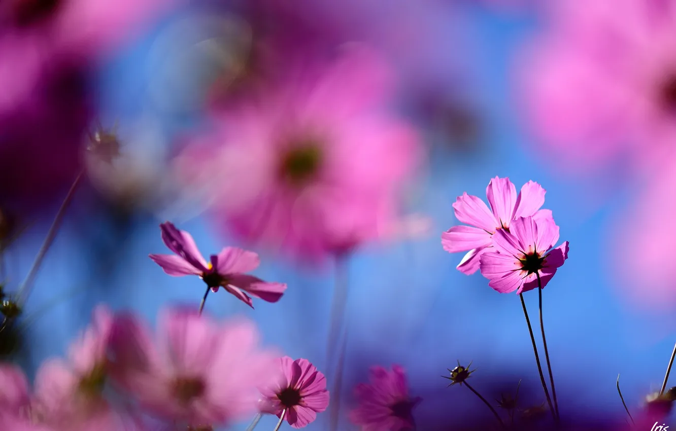 Фото обои макро, цветы, размытость, розовые, полевые, космея